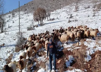 Küçükbaş, yetiştiricilerin zorlu kış mesaisi