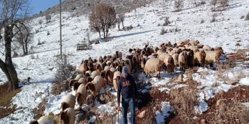 Küçükbaş, yetiştiricilerin zorlu kış mesaisi