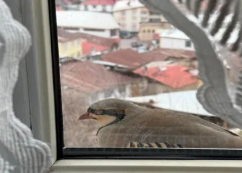 Penceresine kınalı keklik kondu