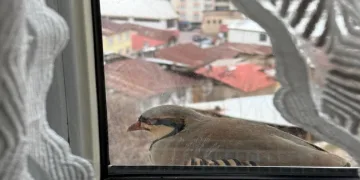 Penceresine kınalı keklik kondu