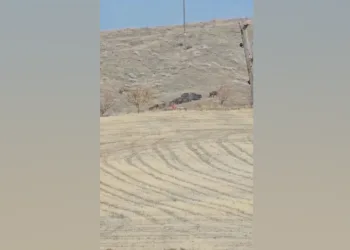 Elazığ’da domuz sürüsü görüldü