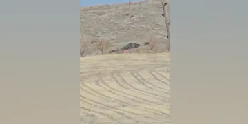 Elazığ’da domuz sürüsü görüldü
