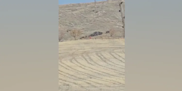 Elazığ’da domuz sürüsü görüldü
