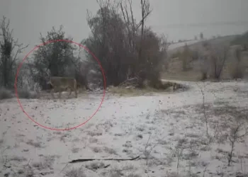 Soğukta mücadele veren yaban domuzu