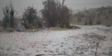 Soğukta mücadele veren yaban domuzu