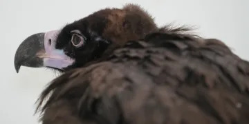 Yaralı bulunan akbaba tedaviye alındı