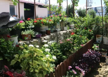 500’ten fazla farklı çiçek yetiştirdi