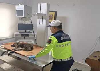 Köpek için ekipler seferber oldu