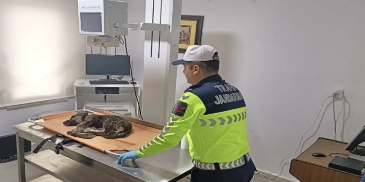 Köpek için ekipler seferber oldu