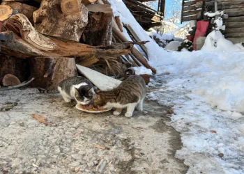 Mahsur kalan 4 kedi kurtarıldı