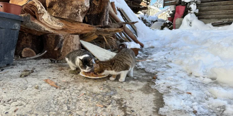 Mahsur kalan 4 kedi kurtarıldı