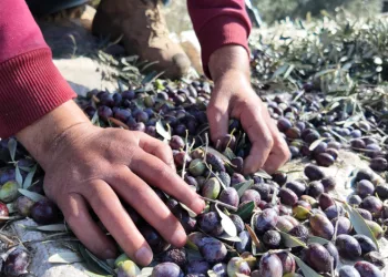 Nakil iki koluyla sorunsuz hasat yapıyor