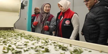 Devletten aldığı destek işletme kapasitesi 3 katına çıktı