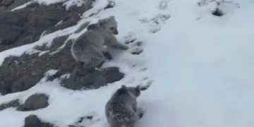 Ayılar kış uykusuna yatmıyor