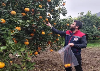 Koçarlı’da narenciye bahçeleri kontrol altında