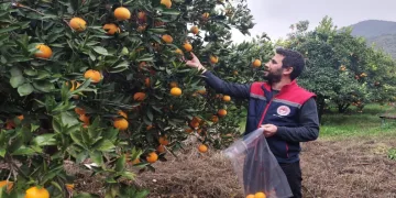 Koçarlı’da narenciye bahçeleri kontrol altında