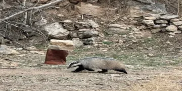 Mardin’de nesli tehdit altında olan porsuk görüldü