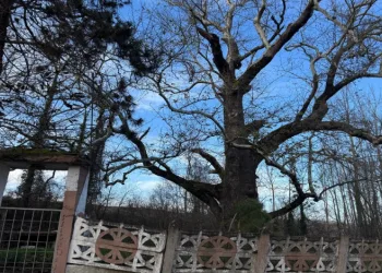 300 yıllık cami ve ağaç bekliyor.