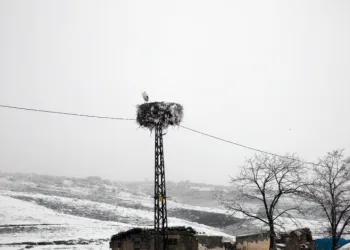 Budaklı köyündeki leylek yıllardır göç etmedi