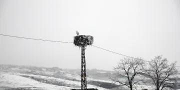 Budaklı köyündeki leylek yıllardır göç etmedi