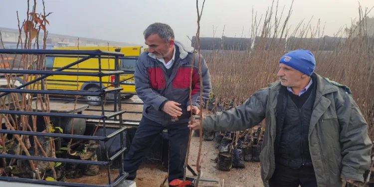 Üreticilere Yüzde 50 Hibeli Fidan Desteği