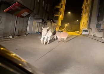 Yüksekova’da başıboş eşekler güldürdü