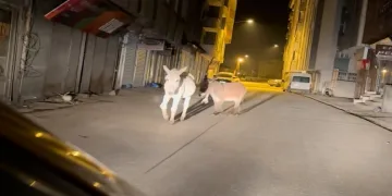 Yüksekova’da başıboş eşekler güldürdü