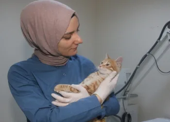 Yaralı halde bulunmuştu, adını portakal koydular