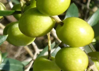 Zeytin fidanı desteği başvurusu uzatıldı