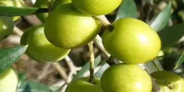 Zeytin fidanı desteği başvurusu uzatıldı