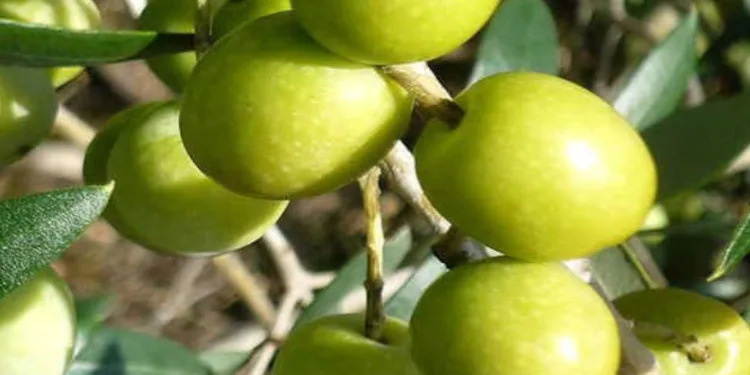 Zeytin fidanı desteği başvurusu uzatıldı