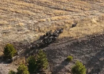 Domuz sürüsü dron ile görüntülendi