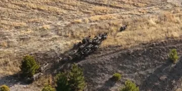 Domuz sürüsü dron ile görüntülendi