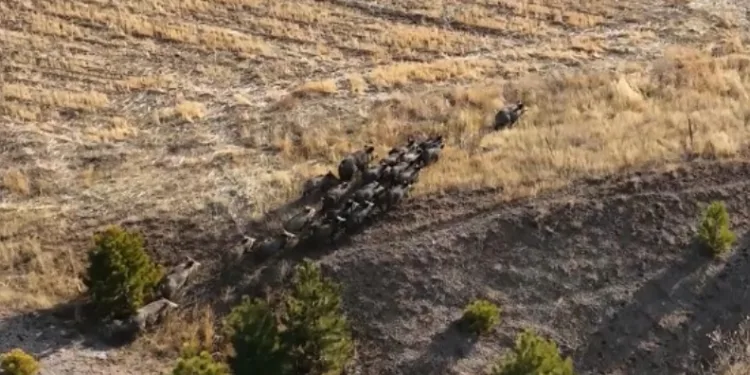 Domuz sürüsü dron ile görüntülendi