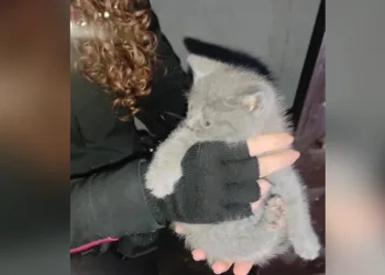 Yaramaz kedi, apartman boşluğuna düştü