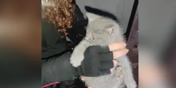 Yaramaz kedi, apartman boşluğuna düştü