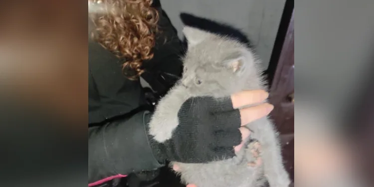 Yaramaz kedi, apartman boşluğuna düştü