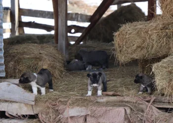 Kuyruksuz köpek yavruları sahiplerini şaşırttı