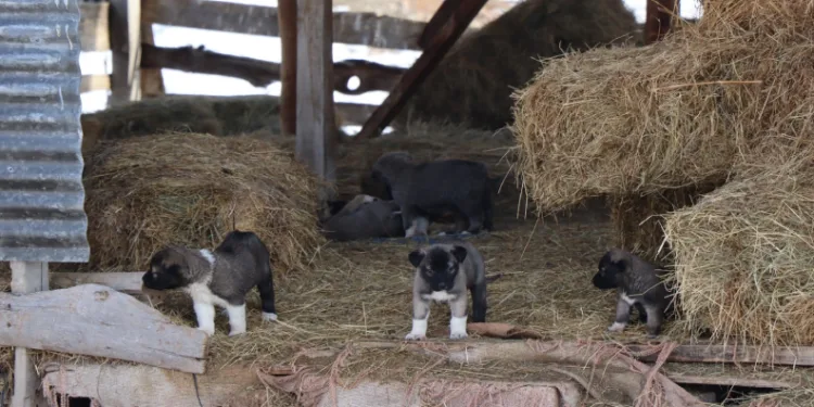 Kuyruksuz köpek yavruları sahiplerini şaşırttı