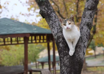 Medeniyetler beşiği Harput’ta ‘kedili’ manzaralar