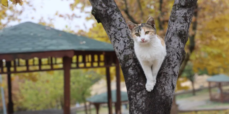 Medeniyetler beşiği Harput’ta ‘kedili’ manzaralar