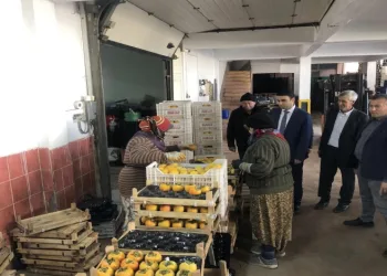 Meyve dağıtımı yapılıyor.