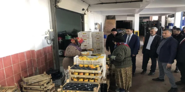 Meyve dağıtımı yapılıyor.