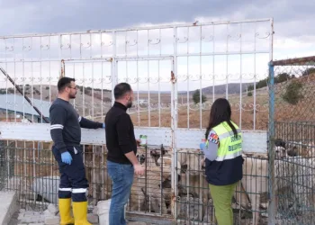 Sorgun Belediyesi, hayvanlar için sahada
