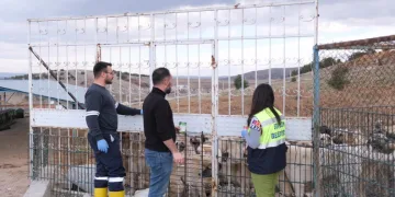 Sorgun Belediyesi, hayvanlar için sahada