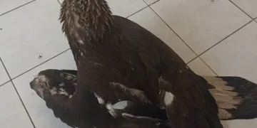 Sivas’ta yaralı kaya kartalı tedaviye alındı.