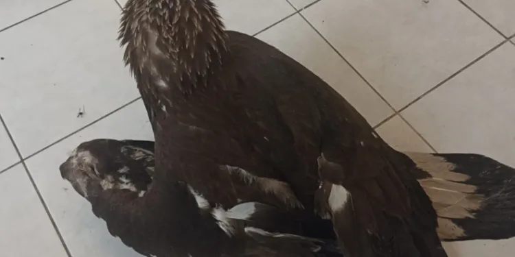 Sivas’ta yaralı kaya kartalı tedaviye alındı.