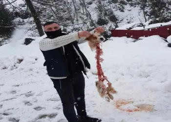 Aç Kurtlar Köpekten Sadece İskelet Bıraktı