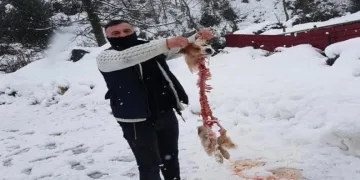 Aç Kurtlar Köpekten Sadece İskelet Bıraktı