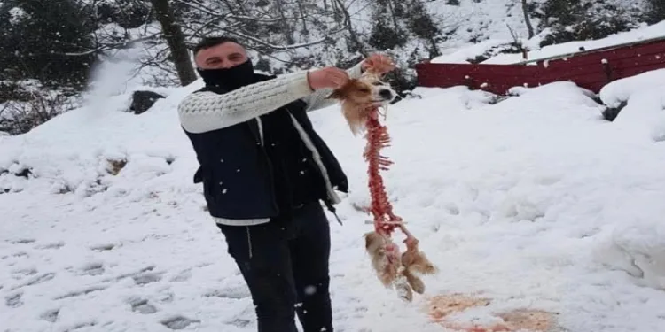 Aç Kurtlar Köpekten Sadece İskelet Bıraktı